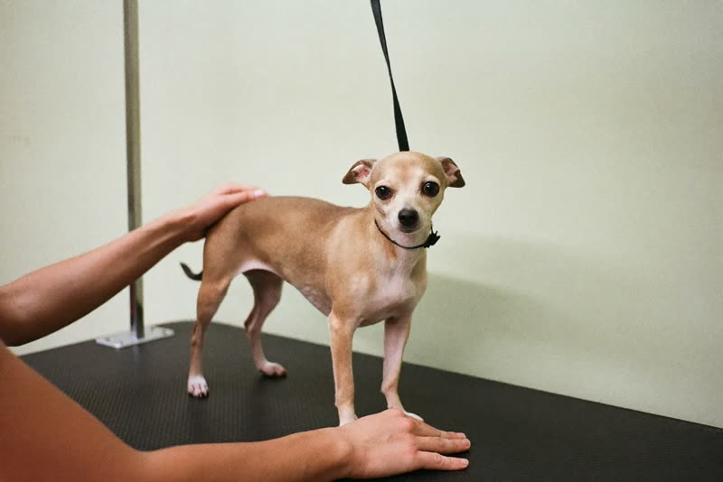 A small dog standing calmly on a grooming table being steadied by hand