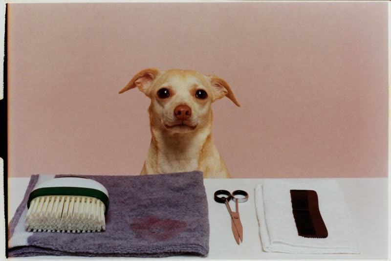 Grooming scissors, brush, comb and folded towels laid out on a clean surface