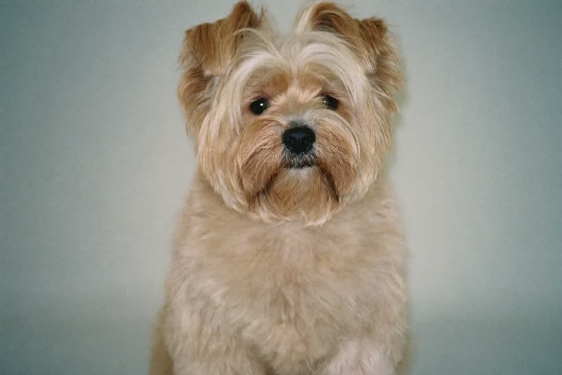 A freshly blow-dried fluffy dog sitting alert after a groom