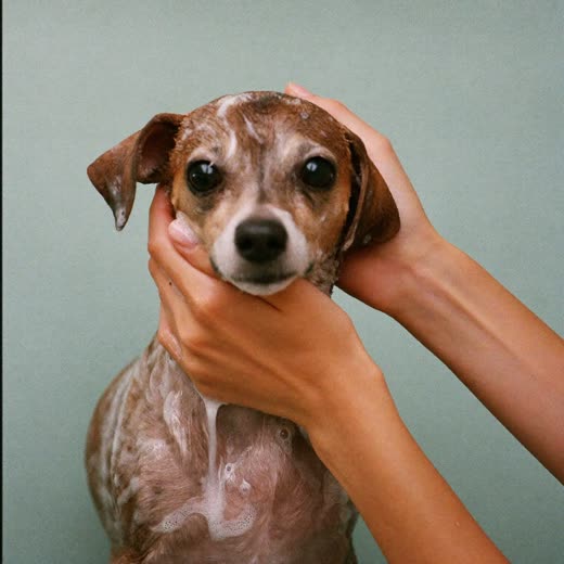 A wet soapy dog being bathed in a grooming tub
