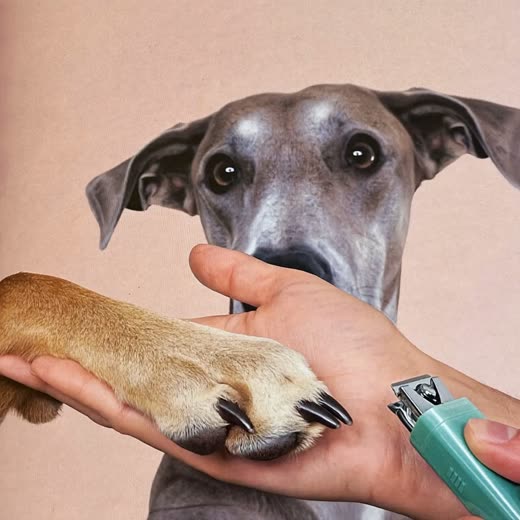 A dog's paw held in a hand beside a pair of nail clippers