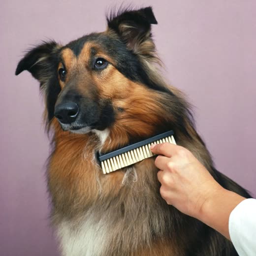 A long-haired dog being brushed with a slicker brush
