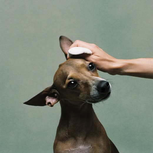 A dog's ear being lifted and cleaned with a cotton pad
